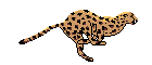cheetah.gif[7232 ����]